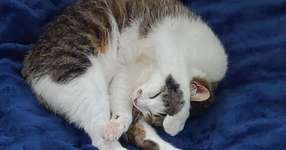 eスポーツ辛いよ日記49　今回も無事に連敗。ゴールドもブロンズも一緒の部屋ってどういうことよ？『LOL』のサムネイル画像