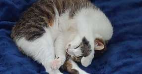 先日（2/3）の学び。ジンと相性が悪そうなMF戦。無理せず久々のジグスピック。18分で勝利。『LOL』のサムネイル画像